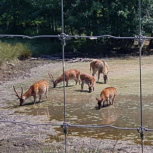 Sika Deers & Ziya - Pere David’s Deer