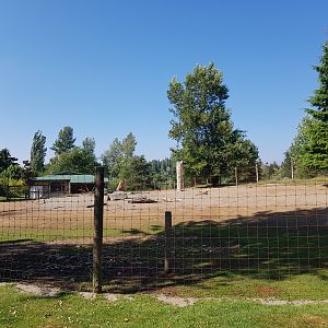 Scimitar-Horned Oryx Exhibit