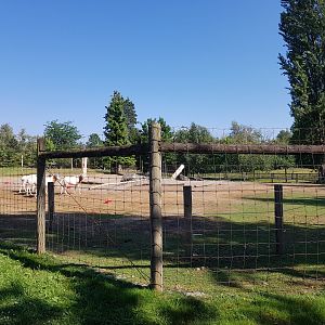 Scimitar-Horned Oryx Exhibit