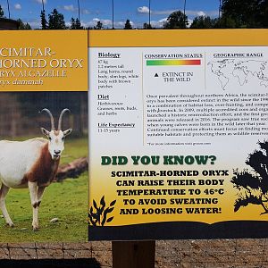 Scimitar-Horned Oryx Sign