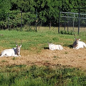 Beaucara, Alban, Piper - Addaxes