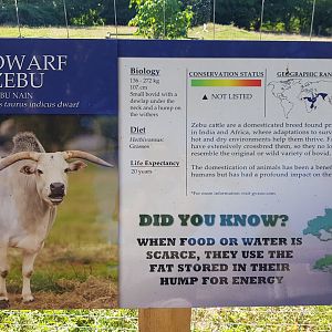 Dwarf Zebu Sign