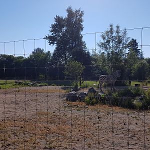 Plains Zebra Exhibit