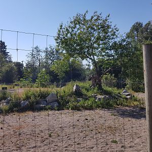 Plains Zebra Exhibit