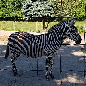 Sahara - Plains Zebra