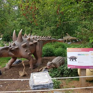 Ankylosaurus Display