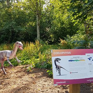 Coelophysis Display
