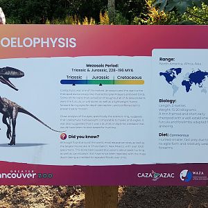 Coelophysis Sign