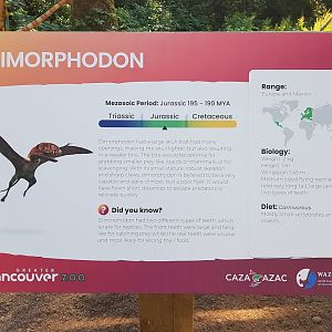 Dimorphodon Sign