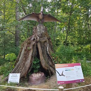 Pterodactylus Display