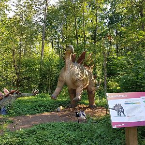 Stegosaurus Display