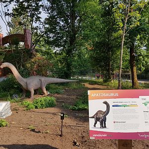 Apatosaurus Display
