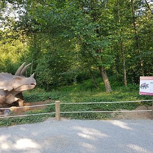 Triceratops Display