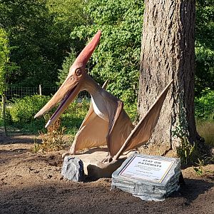 Pteranodon