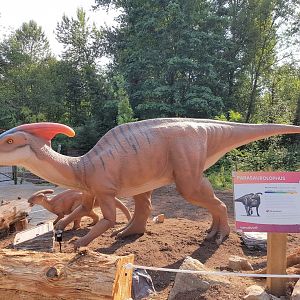 Parasaurolophus Display