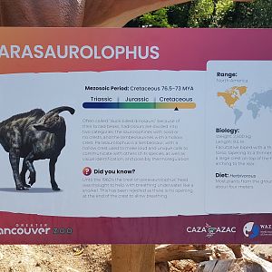 Parasaurolophus Sign