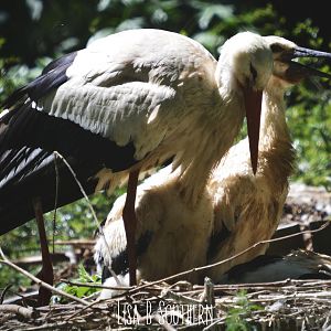 White Stork