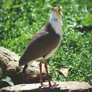Masked Plover