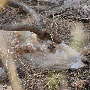 Addax