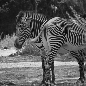 Grevy's zebra