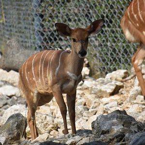 Nyala calf