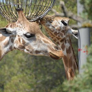 Rothschild's giraffe