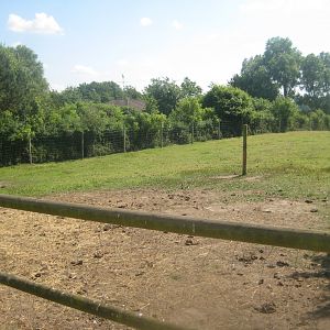 Enghave Dyre- og Naturpark - Zebu exhibit