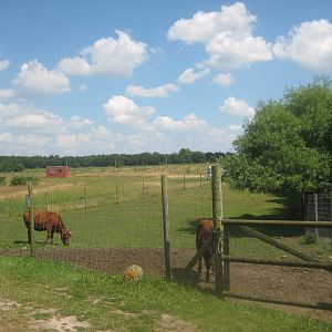 Enghave Dyre- og Naturpark - Cattle exhibit