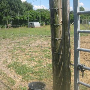 Enghave Dyre- og Naturpark - Mouflon exhibit