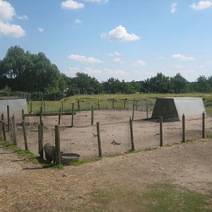 Enghave Dyre- og Naturpark - Sheep and pig exhibits