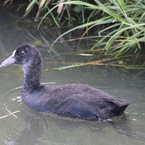 European coot - juvenile