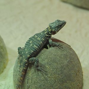 Juvenile Zoutpansberg girdled lizard (Smaug depressus), 2021-06-12