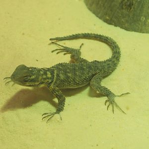 Juvenile Blue spiny lizard (Sceloporus cyanogenys), 2021-06-12