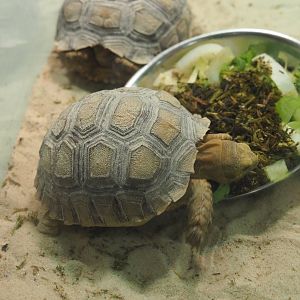 Juvenile Egyptian tortoise (Testudo kleinmanni), 2021-06-12