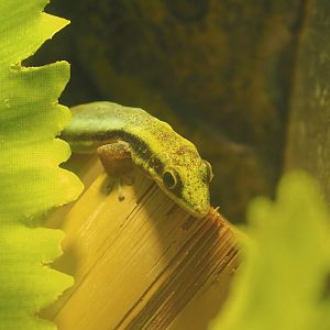 Juvenile Yellow-headed day gecko (Phelsuma klemmeri), 2021-06-12