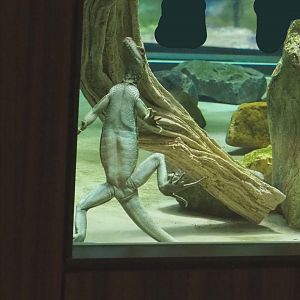 Swimming Hybrid Sailfin lizard (Possibly Hydrosaurus pustulatus x weberi), 2021-06-12