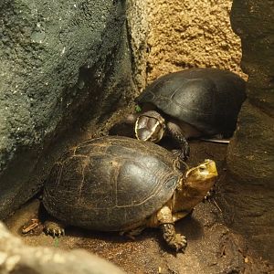 South-east Asian box turtles (Cuora amboinensis)2021-06-12