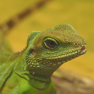 Chinese water dragon (Physignathus cocincinus), 2021-06-12