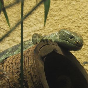 Solomon Islands prehensile-tailed skink (Corucia zebrata), 2021-06-12