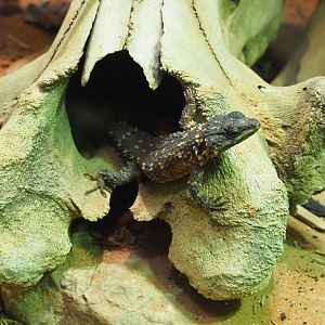Zoutpansberg girdled lizard (Smaug depressus), sitting in the nose cavity of a hippopotamus skull, 2021-06-12