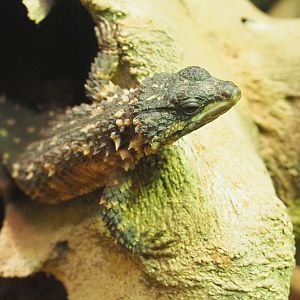 Zoutpansberg girdled lizard (Smaug depressus, 2021-06-12