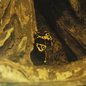 Yellow-banded poison dart frog (Dendrobates leucomelas), 2021-06-12