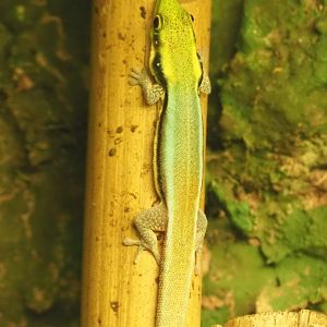 Yellow-headed day gecko (Phelsuma klemmeri), 2021-06-12