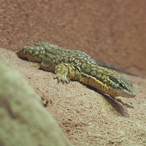 Spiny-tailed monitor (Varanus acanthurus), 2021-06-12