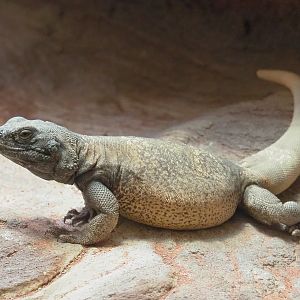 Common chuckwalla (Sauromalus ater), 2021-06-12