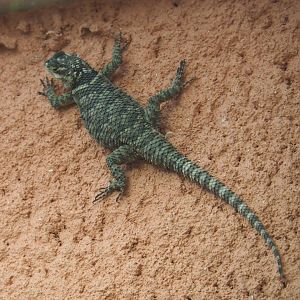 Blue spiny lizard (Sceloporus cyanogenys), 2021-06-12