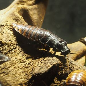 Madagascar hissing cockroach (Gromphadorhina portentosa), 2021-06-12