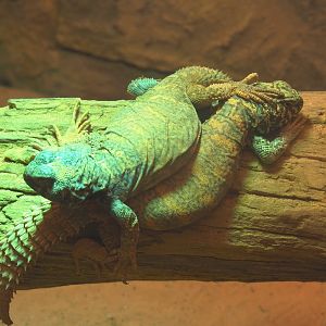 Ornate mastigure (Uromastyx ornata), 2021-06-12
