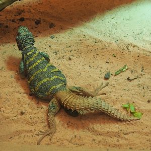 Ornate mastigure (Uromastyx ornata), 2021-06-12
