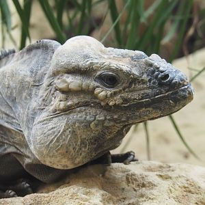 Hispaniolan rhinoceros iguana (Cyclura cornuta cornuta), 2021-06-12